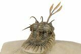 Trident Walliserops Trilobite Fossil - Fantastic Preparation #276386-5